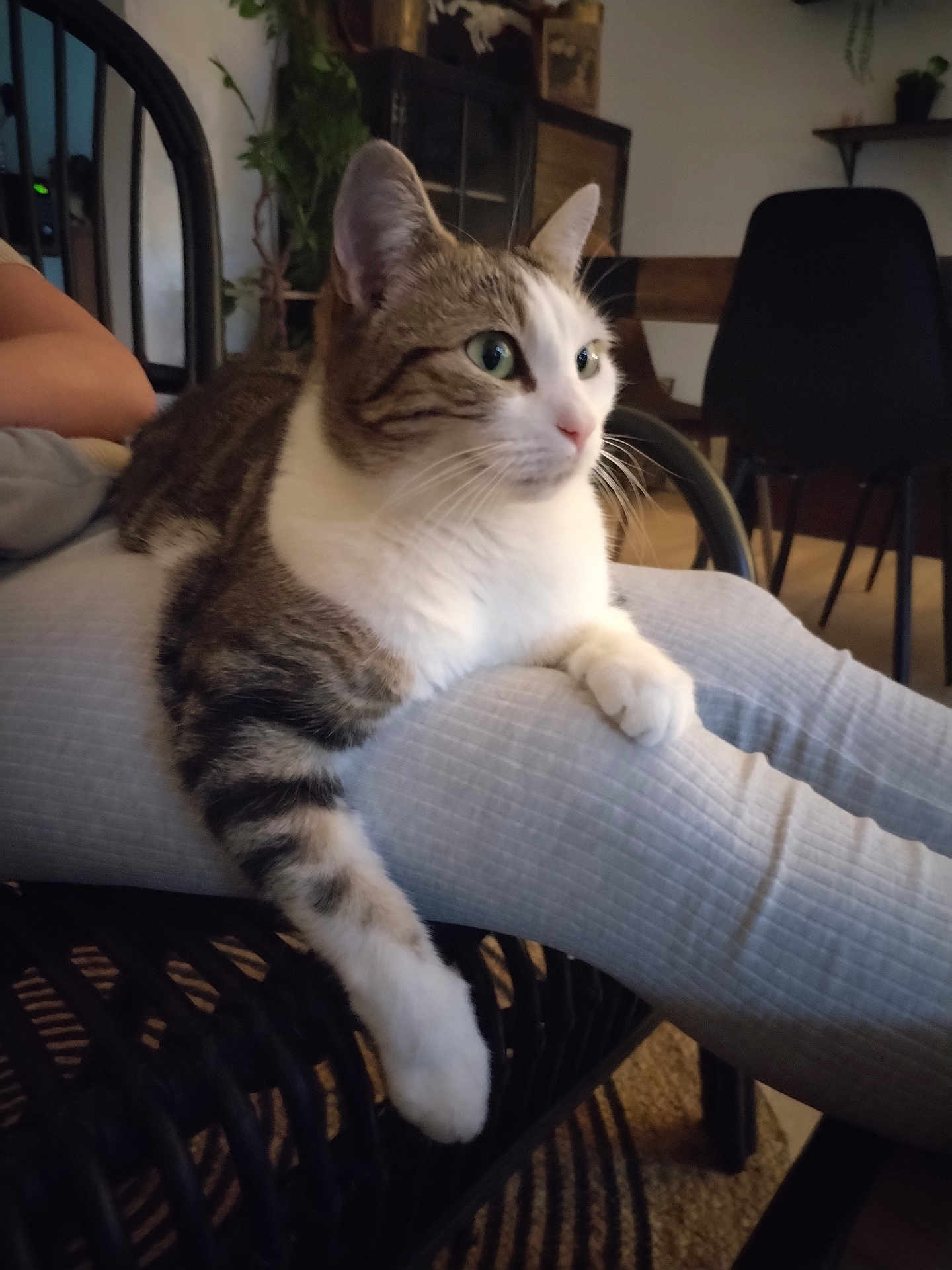 Pakita a rejoint le concours — aidez-le/la à gagner de superbes lots ! cat, tabby_cat, white_fur, pet, indoor, furniture, legs, person, relaxing, home, chair, plant, wooden_furniture, looking_away, whiskers, paws, comfort, domestic_animal, resting, cozy