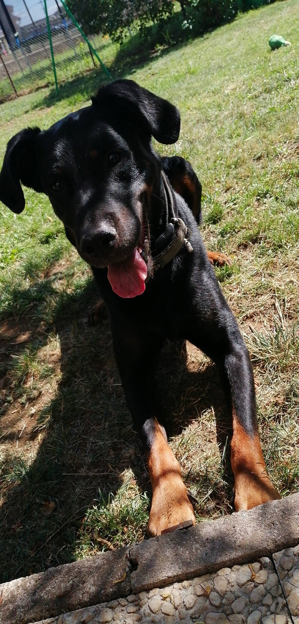 Marco participe au concours pour gagner de l'argent avec cette photo : canidae, canis_panther, carnivore, dog, dog_breed, fawn, gladiolus, guard_dog, hunting_dog, labrador_retriever, mammal, patterdale_terrier, snout, sporting_group, vertebrate