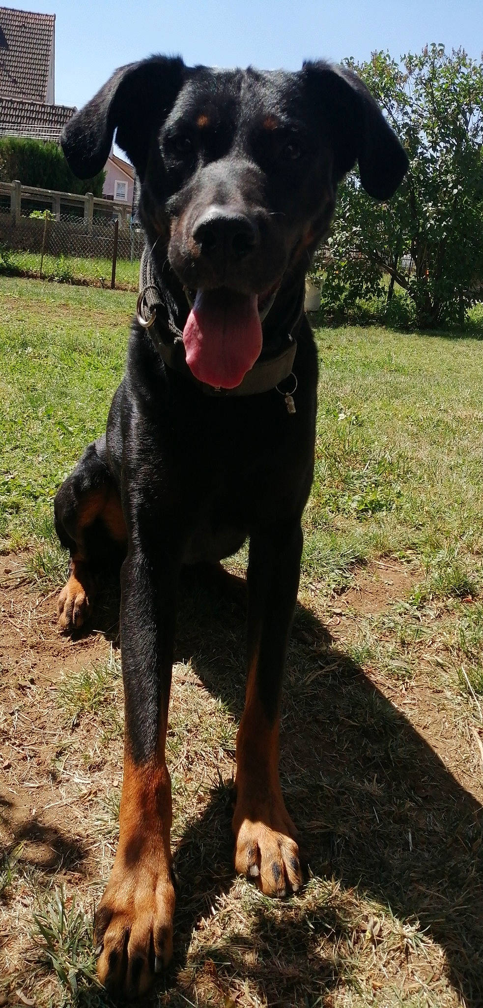 Marco a rejoint le concours — aidez-le/la à gagner de superbes lots ! beauceron, canidae, carnivore, dog, dog_breed, guard_dog, hunting_dog, mammal, rottweiler, sporting_group, vertebrate, working_dog