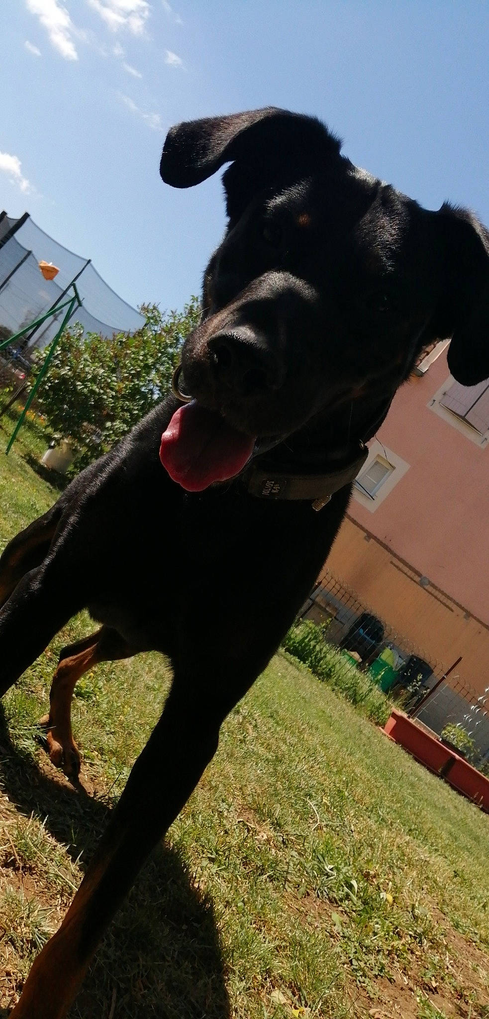 Marco participe au concours pour gagner de l'argent avec cette photo : bandog, canidae, carnivore, dog, dog_breed, great_dane, guard_dog, hunting_dog, labrador_retriever, non_sporting_group, snout, sporting_group, tail