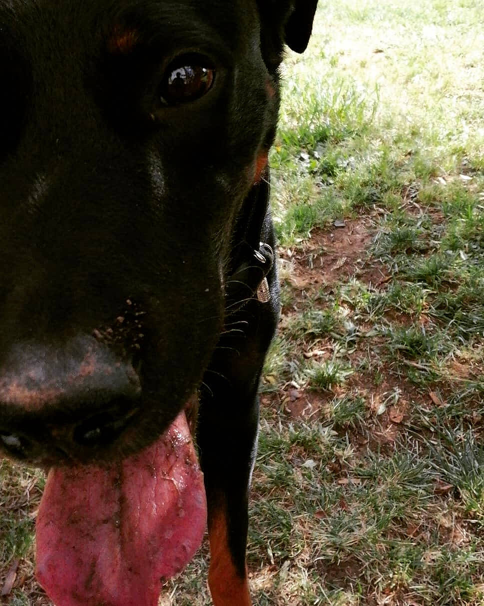 Marco participe au concours pour gagner de l'argent avec cette photo : black, canidae, carnivore, dog, dog_breed, ear, eye, grass, guard_dog, hunting_dog, labrador_retriever, mammal, nose, patterdale_terrier, snout, sporting_group, whiskers