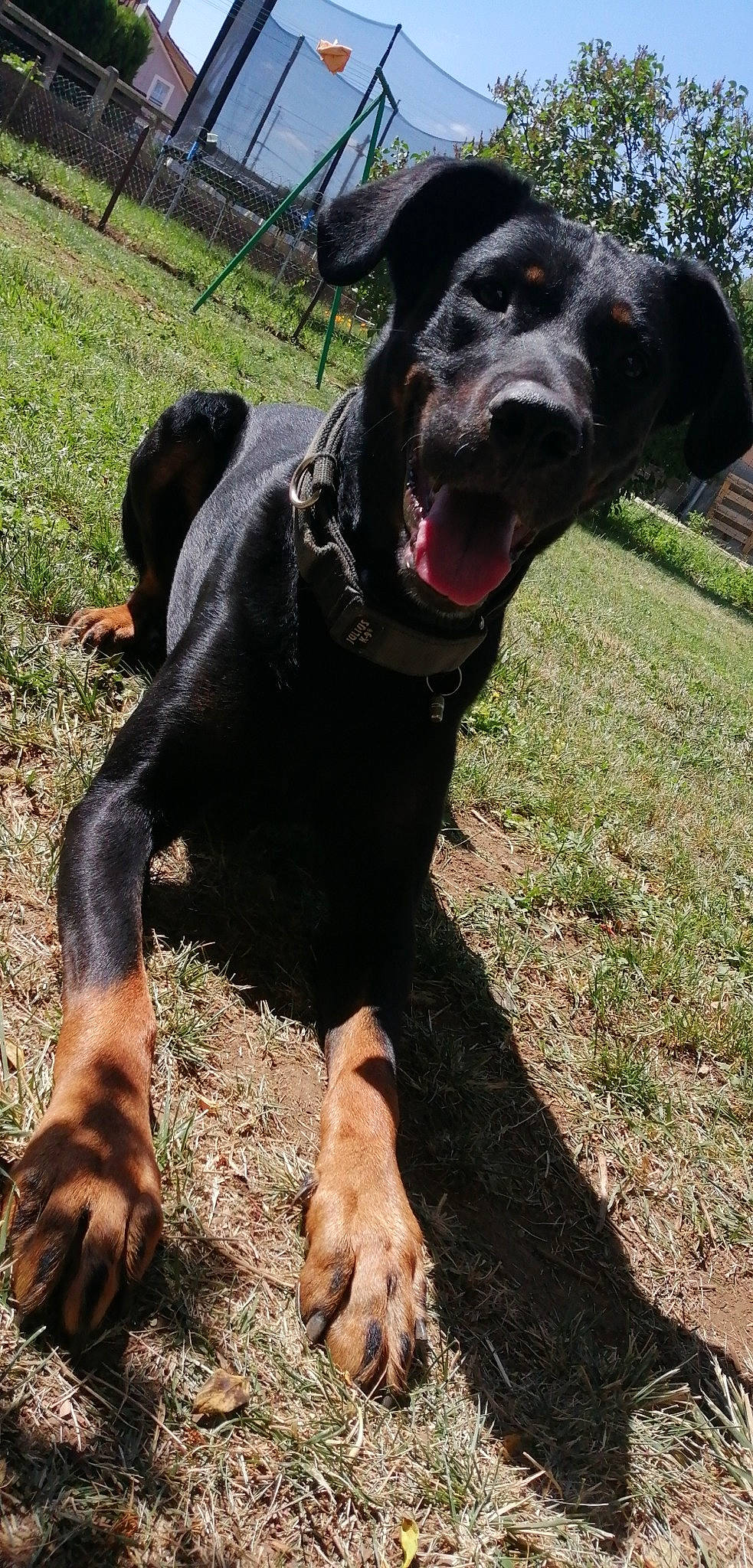 Marco participe au concours pour gagner de l'argent avec cette photo : canidae, carnivore, dog, dog_breed, fawn, hunting_dog, labrador_retriever, mammal, polish_hunting_dog, rare_breed_dog, snout, sporting_group, vertebrate