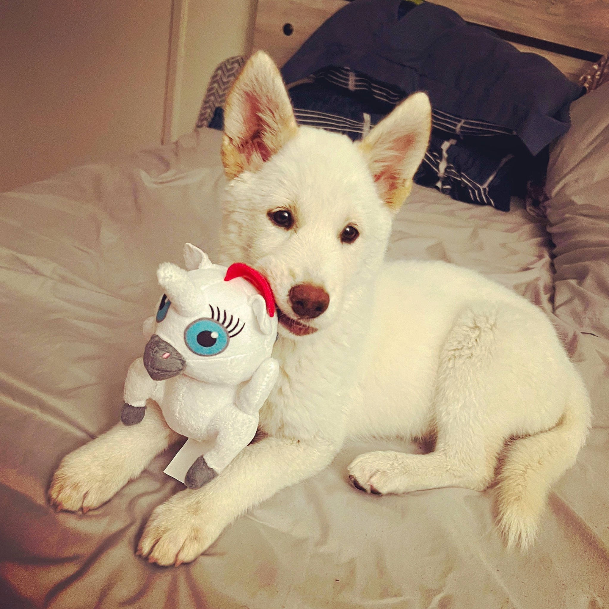 Snow is registered to the contest to win money with this photo: canidae, carnivore, comfort, companion_dog, dog, dog_breed, fawn, fur, happy, non_sporting_group, paw, snout, sporting_group, square, tail, terrestrial_animal, working_animal