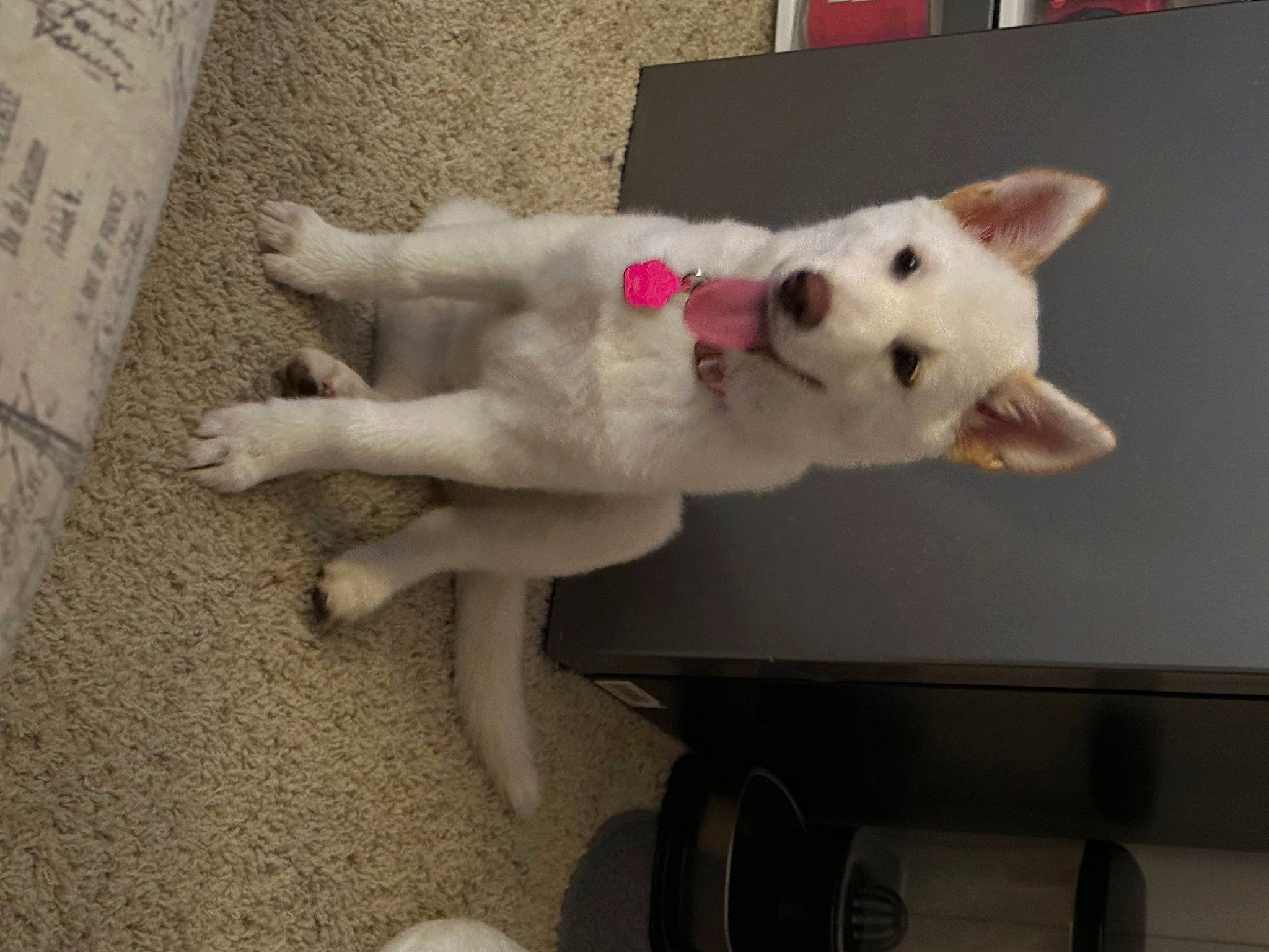 Snow is registered to the contest to win money with this photo: ancient_dog_breeds, canidae, carnivore, companion_dog, dog, dog_breed, fawn, felidae, flooring, fur, non_sporting_group, paw, puppy, small_to_medium_sized_cats, spitz, tail, whiskers, working_animal