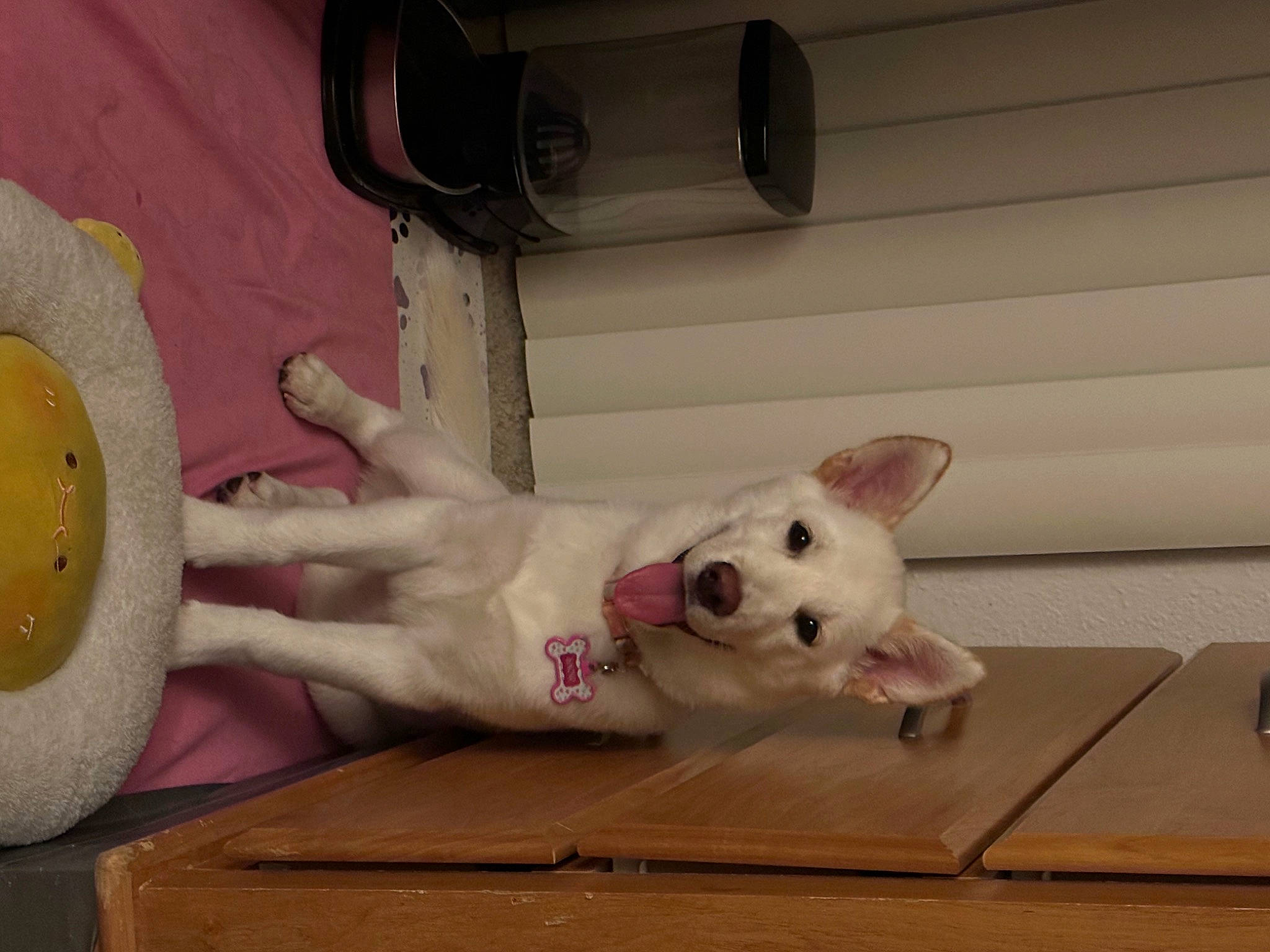 Snow joined the competition — help win amazing prizes! bull_terrier, canidae, carnivore, comfort, companion_dog, dog, dog_breed, fawn, felidae, foot, fur, hardwood, non_sporting_group, pet_supply, room, sporting_group, tail, toy, whiskers, wood