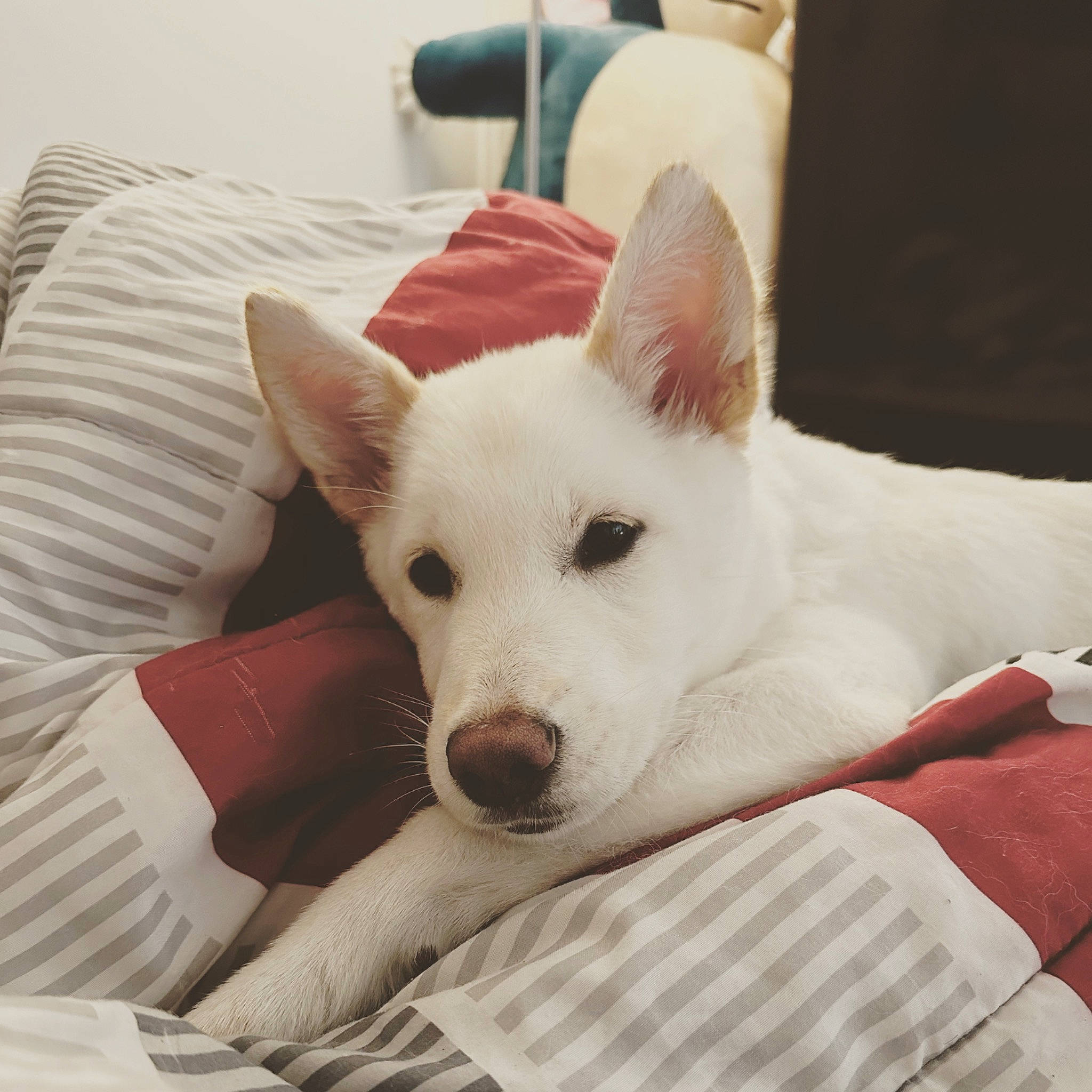 Snow joined the competition — help win amazing prizes! canidae, carmine, carnivore, comfort, companion_dog, dog, dog_breed, fawn, flooring, fur, non_sporting_group, snout, sporting_group, terrestrial_animal, whiskers, white, working_animal