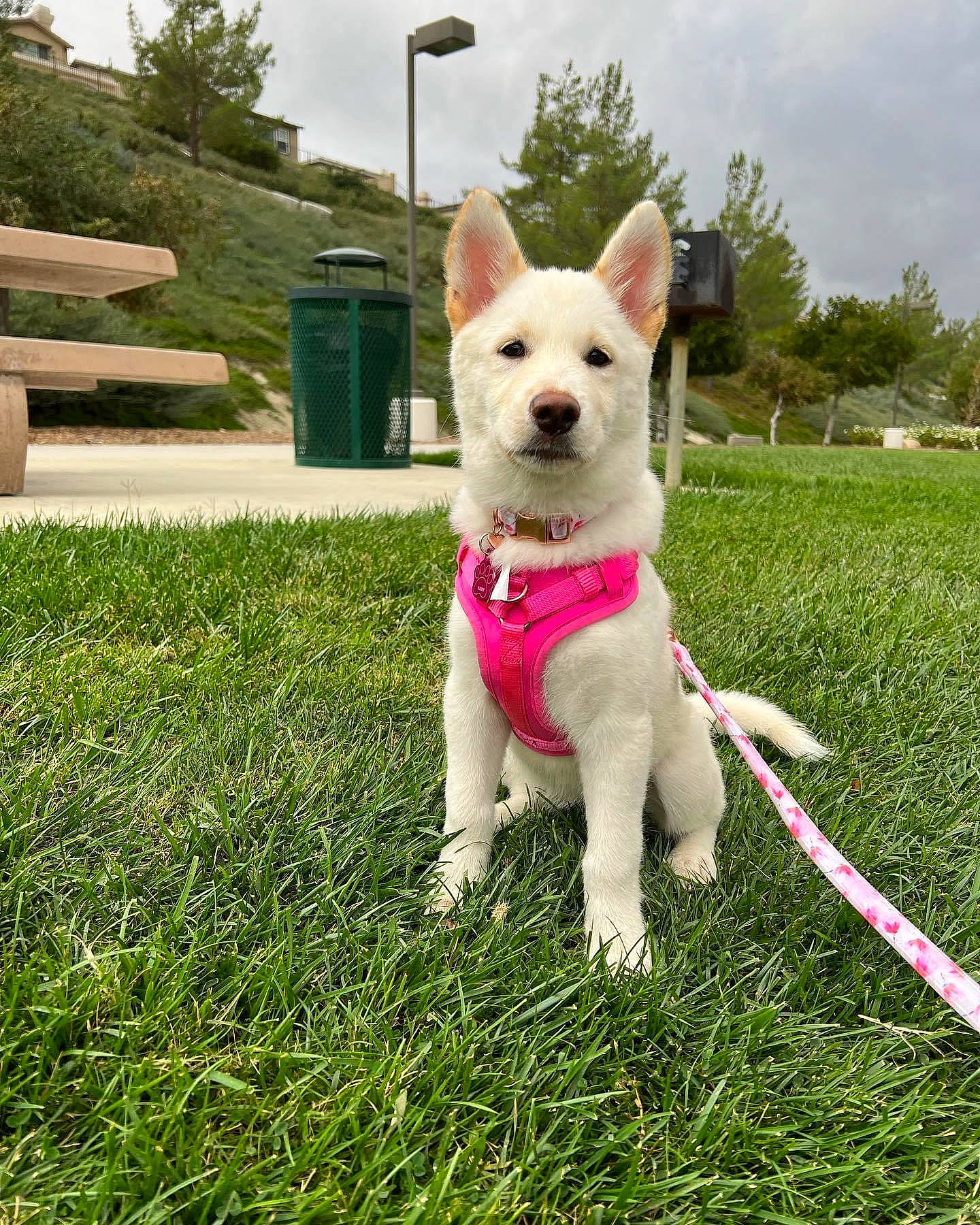 Snow joined the competition — help win amazing prizes! canidae, carnivore, cloud, collar, companion_dog, dog, dog_breed, dog_supply, fashion_accessory, fawn, grass, grassland, lawn, mammal, plant, sky, sporting_group, tail, terrier, tree