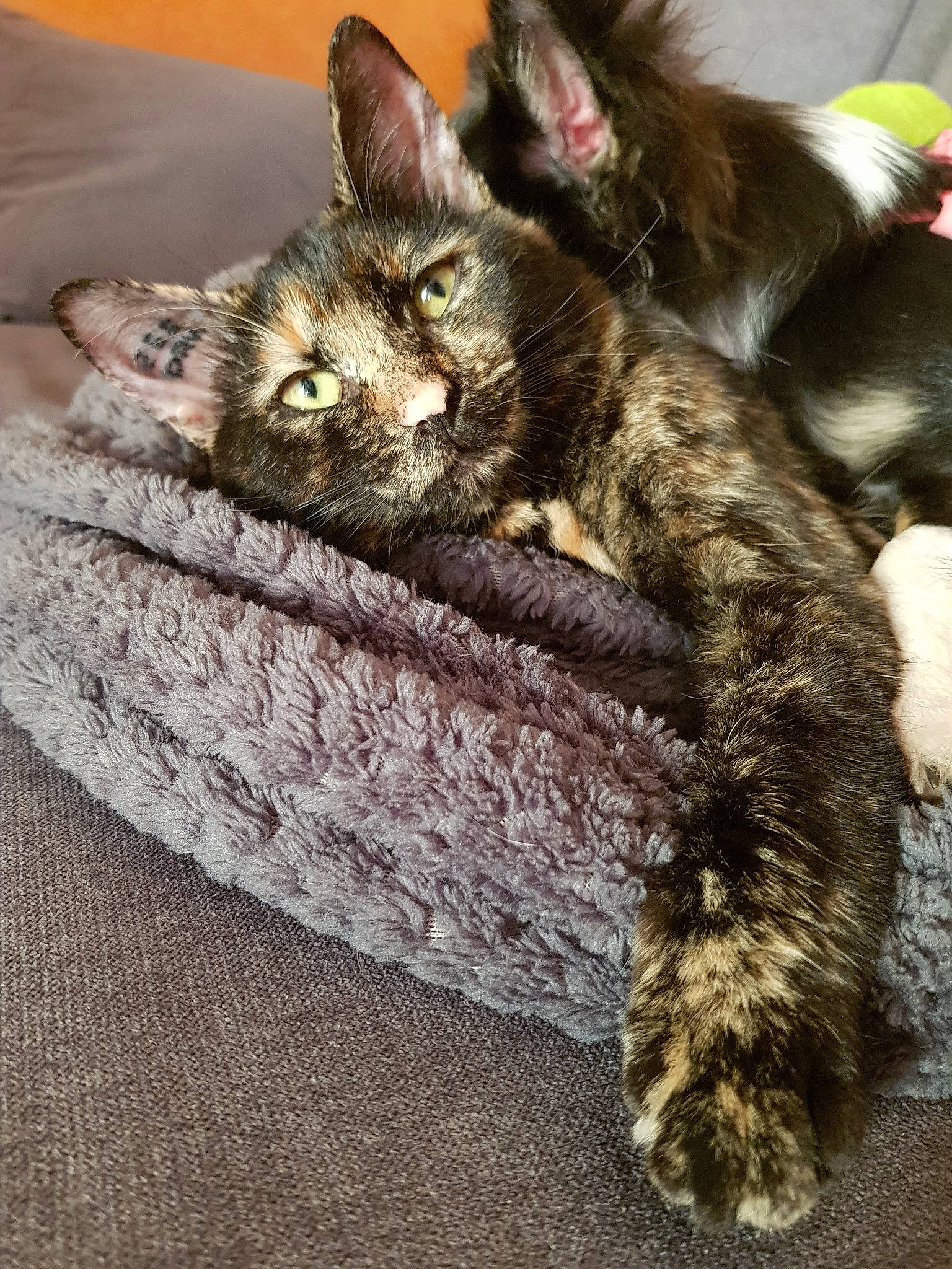 Orya participe au concours pour gagner de l'argent avec cette photo : asian, carnivore, cat, domestic_short_haired_cat, dragon_li, ear, european_shorthair, felidae, fur, german_rex, kitten, maine_coon, mammal, nap, pixie_bob, polydactyl_cat, small_to_medium_sized_cats, tabby_cat, tail, whiskers