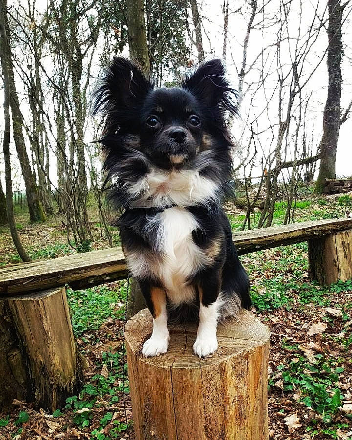 Odélya a rejoint le concours — aidez-le/la à gagner de superbes lots ! canidae, carnivore, companion_dog, dog, dog_breed, mammal, papillon, rare_breed_dog, sporting_group, vertebrate