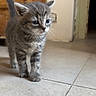 animal, cat, curious, cute, doorway, ears, exploring, feline, floor, gray, indoor, kitten, pet, small, tabby, tail, tile, whiskers, wooden_crate, young