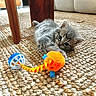 animal, blue, carpet, cat, closeup, cozy, curious, feline, floor, home, indoor, kitten, orange, pet, playful, rug, stretching, toy, wooden_table_leg, young