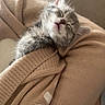 Booba a rejoint le concours — aidez-le/la à gagner de superbes lots ! adorable, animal, beige, closeup, comfort, cozy, cuddly, cute, fur, indoor, kitten, nap, peaceful, pet, resting, sleeping, small, soft, sweater, warm