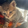 adorable, animal, blanket, carrier, cat, closeup, curious, cute, eyes, feline, fur, indoor, kitten, mesh, pet, small, soft, tabby, whiskers, young