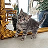 Booba participe au concours pour gagner de l'argent avec cette photo : cat, curious, cute, decor, floor, furniture, golden_frame, gray_tabby, indoor, kitten, mirror, pet, plant, portrait, reflection, small_animal, tail, whiskers, wooden_chair, young