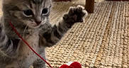 Booba participe au concours pour gagner de l'argent avec cette photo : animal, carpet, cat, cozy, curious, cute, feline, furniture, hello_kitty, home, indoor, kitten, paw, pet, playful, red_ribbon, small_animal, tabby, toy, wooden
