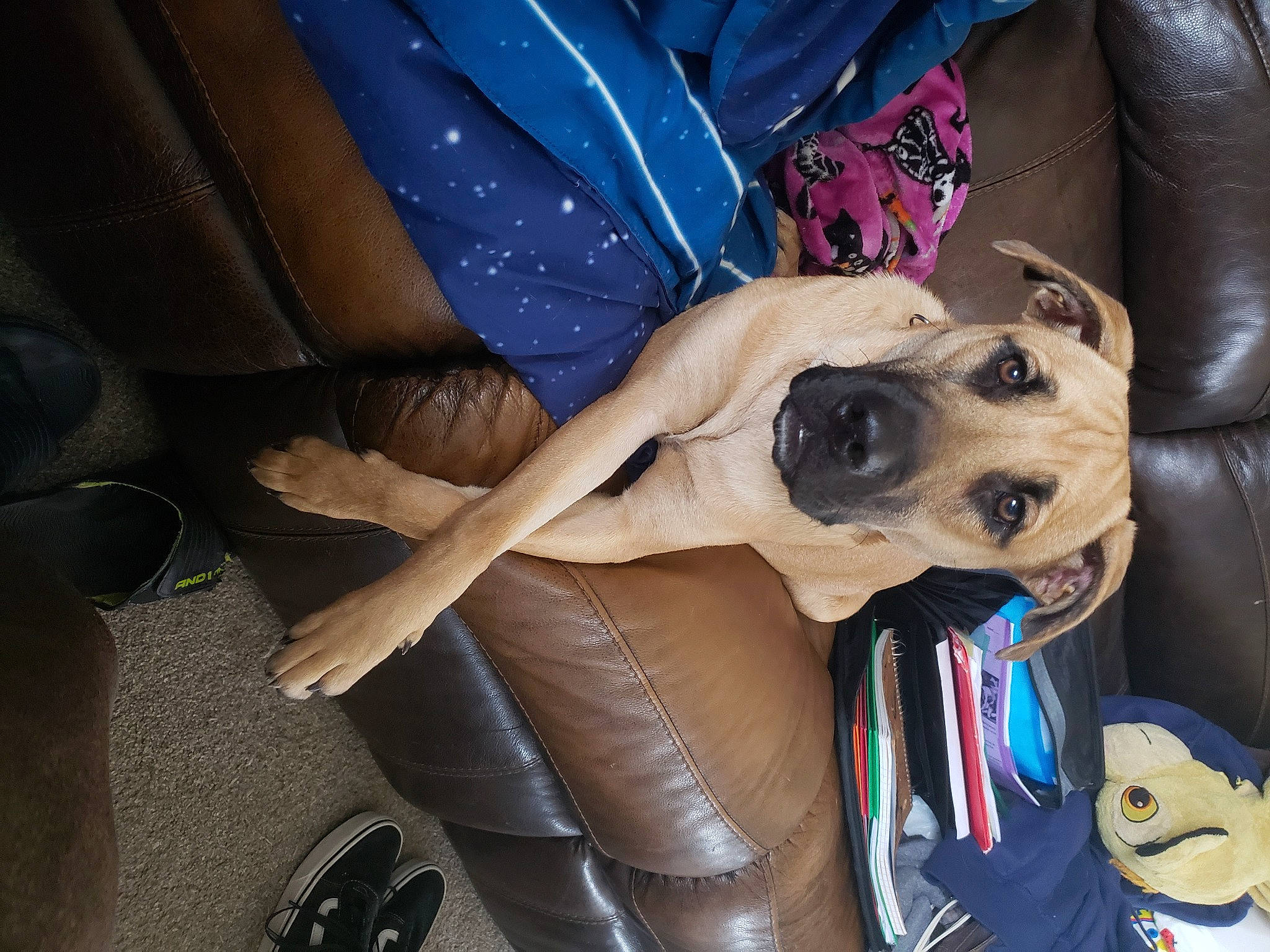 Kia is registered to the contest to win money with this photo: blond, canidae, car_seat, carnivore, comfort, companion_dog, dog, dog_breed, eyewear, fawn, fur, human_leg, lap, leg, nail, selfie, sitting, sporting_group, street_fashion, thigh