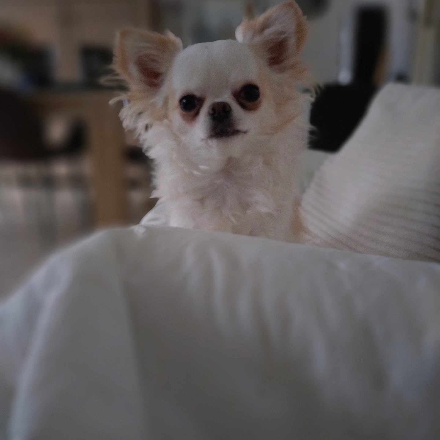 Princesse participe au concours pour gagner de l'argent avec cette photo : animal, blanket, blurred_background, close_up, companion, cozy, curious, cute, dog, ears, fluffy, furniture, home, indoor, pet, portrait, relaxed, small_dog, soft_light, white_dog