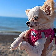 Princesse a rejoint le concours — aidez-le/la à gagner de superbes lots ! dog, small_dog, chihuahua, white_dog, pink_harness, hand, beach, sea, water, sky, outdoor, sunlight, portrait, pet, animal, fur, ears, closeup, summer, vacation