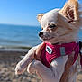 dog, small_dog, chihuahua, white_dog, pink_harness, hand, beach, sea, water, sky, outdoor, sunlight, portrait, pet, animal, fur, ears, closeup, summer, vacation