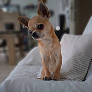 Betty Boop a rejoint le concours — aidez-le/la à gagner de superbes lots ! dog, chihuahua, small_dog, pet, indoor, couch, white_couch, head_tilt, ears, fur, cute, animal, companion, domestic, portrait, sitting, focus, blurred_background, cozy, home