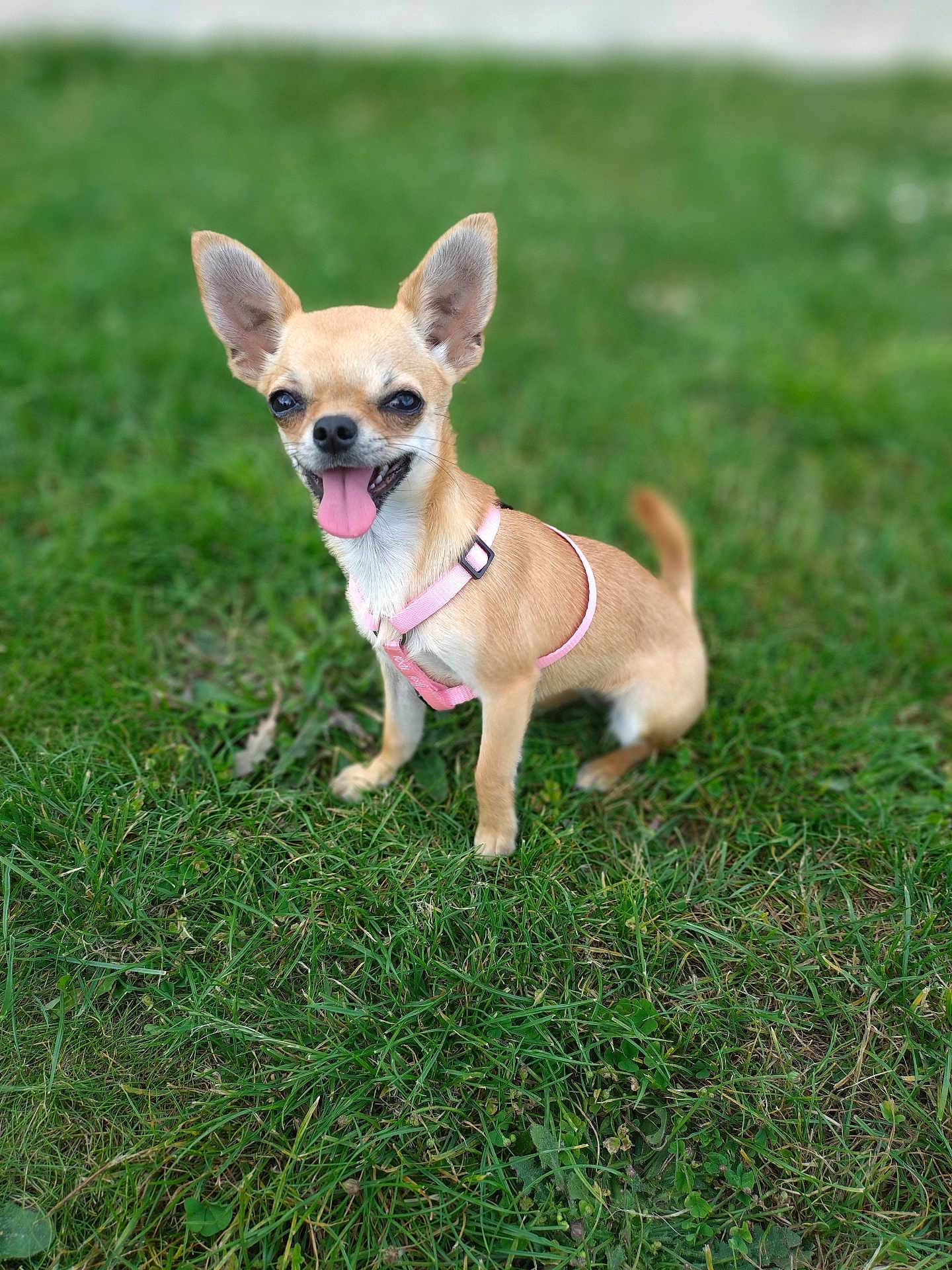 Betty Boop a rejoint le concours — aidez-le/la à gagner de superbes lots ! accessories, animal, canine, chihuahua, dog, grass, harness, lawn, leash, pet, plant, puppy, strap, whitedog