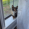 Sol joined the competition — help win amazing prizes! animal, calico, cat, curious, curtain, cute, floor, grass, home, indoor, kitten, outdoor, pet, sitting, small, sunlight, white_curtain, window, windowsill, wooden_floor