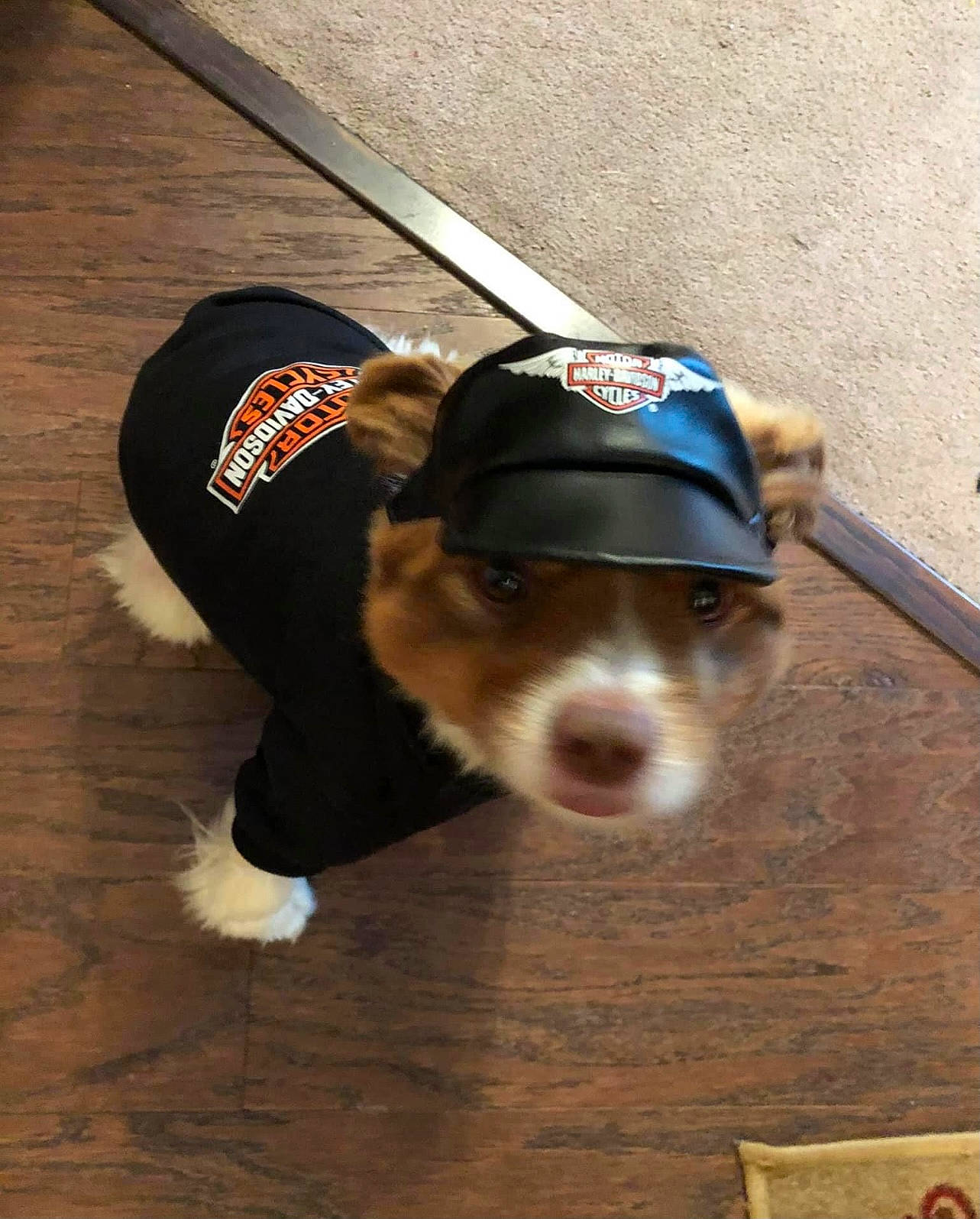 Frankie is registered to the contest to win money with this photo: carnivore, collar, companion_dog, dog, dog_breed, dog_clothes, dog_supply, fashion_accessory, floor, flooring, fur, hat, liver, party_hat, scent_hound, snout, sporting_group, whiskers, wood, working_animal