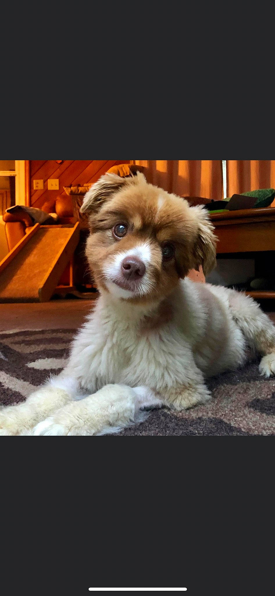 Frankie is registered to the contest to win money with this photo: australian_shepherd, canidae, carnivore, companion_dog, dog, dog_breed, door, fur, gun_dog, hardwood, liver, snout, spaniel, sporting_group, terrestrial_animal, toy_dog, whiskers, wood, working_animal