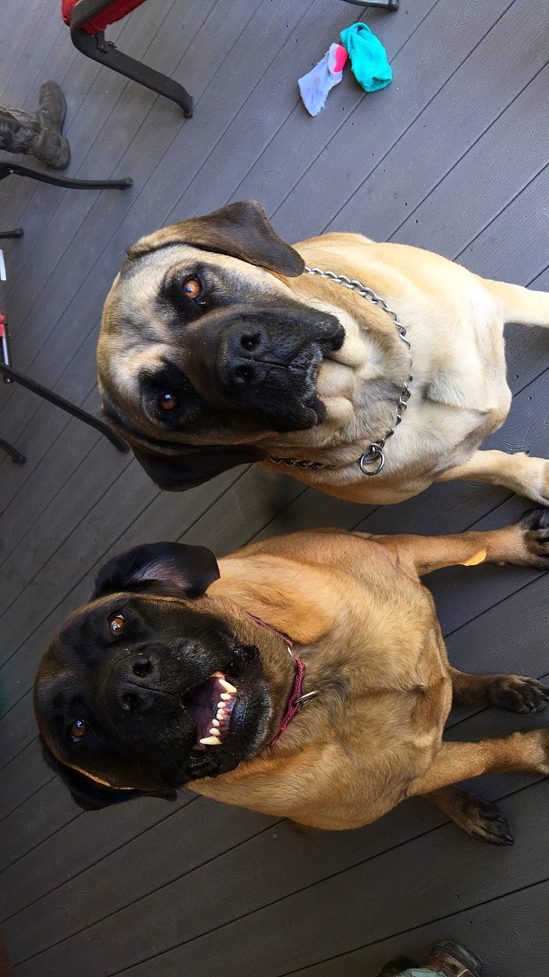 Nellie joined the competition — help win amazing prizes! blue, canidae, carnivore, collar, companion_dog, dog, dog_breed, dog_collar, fawn, fur, guard_dog, leash, molosser, pet_supply, snout, sporting_group, whiskers, working_animal, working_dog, wrinkle