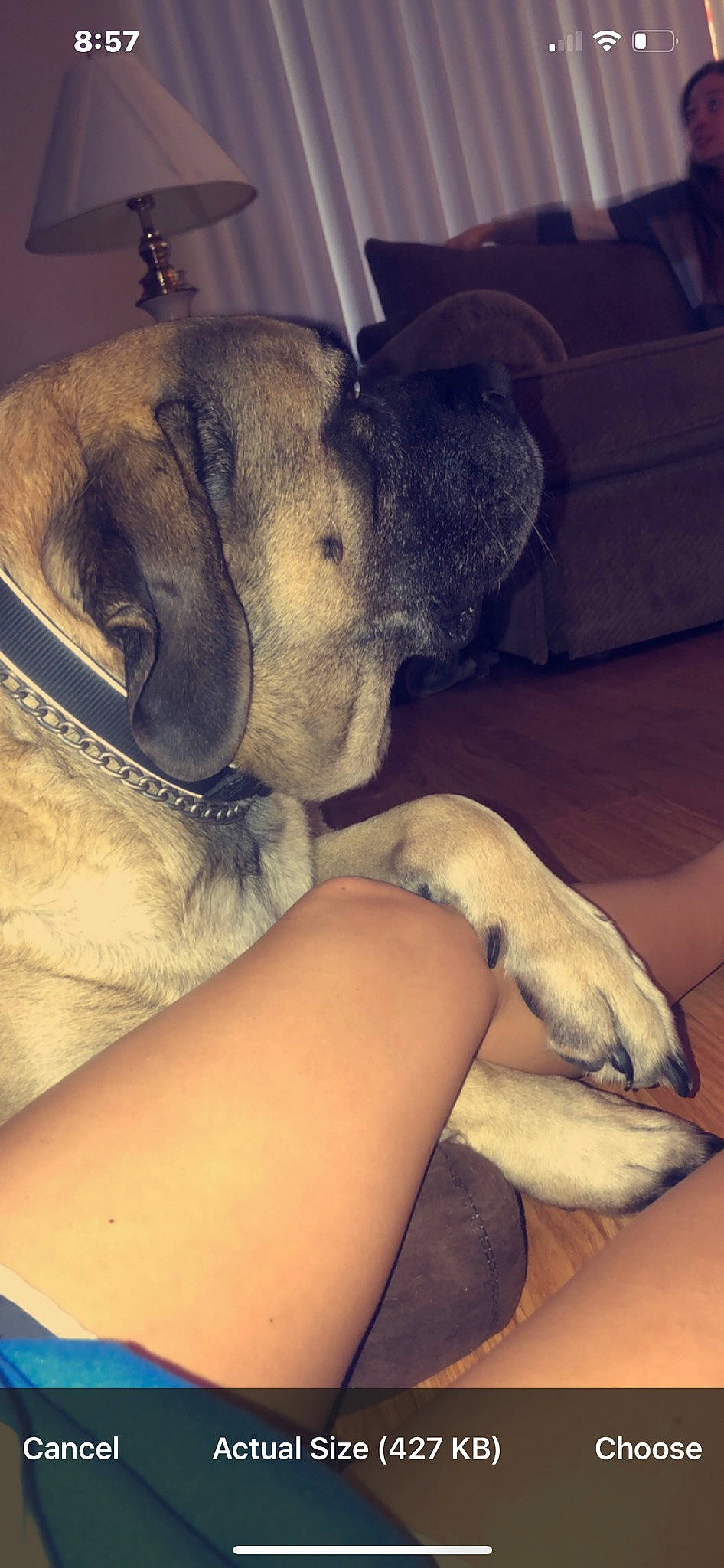 Nellie joined the competition — help win amazing prizes! carnivore, cloud, comfort, companion_dog, couch, dog, dog_breed, elbow, fawn, foot, human_leg, knee, leg, nail, paw, selfie, snout, sporting_group, thigh, working_animal