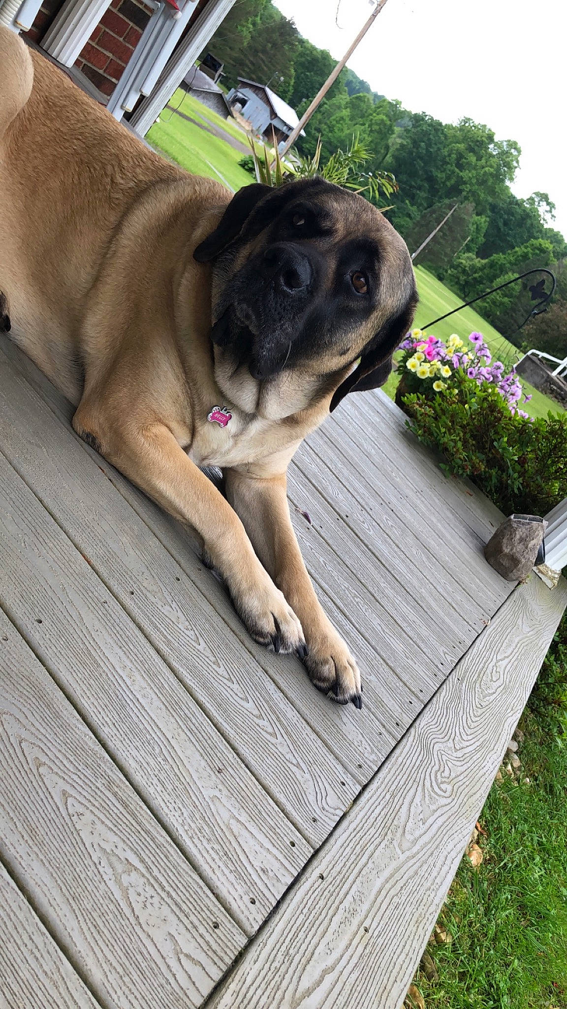Nellie joined the competition — help win amazing prizes! canidae, carnivore, collar, companion_dog, dog, dog_breed, dog_collar, fawn, grass, guard_dog, hardwood, plank, plant, pug, sporting_group, tail, tree, wood, working_animal, working_dog