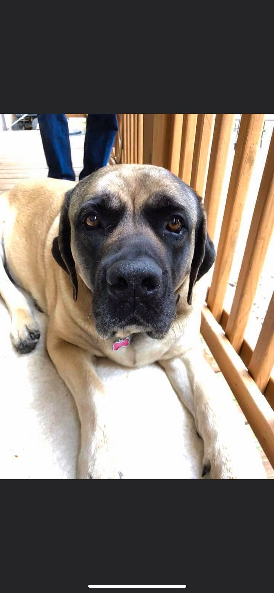 Nellie joined the competition — help win amazing prizes! ancient_dog_breeds, carnivore, collar, companion_dog, dog, dog_breed, dog_collar, door, fawn, fur, giant_dog_breed, guard_dog, house, puppy_love, selfie, whiskers, window, working_animal, working_dog, wrinkle
