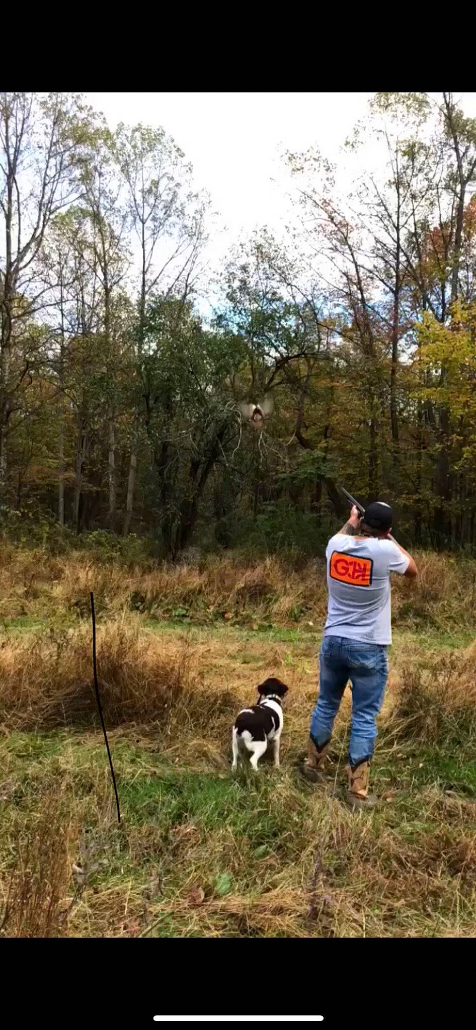 Daisy joined the competition — help win amazing prizes! canidae, carnivore, companion_dog, dog, dog_breed, dog_hiking, forest, grass, grassland, landscape, natural_landscape, plant, recreation, sky, soil, sporting_group, trail, tree, walking, woodland