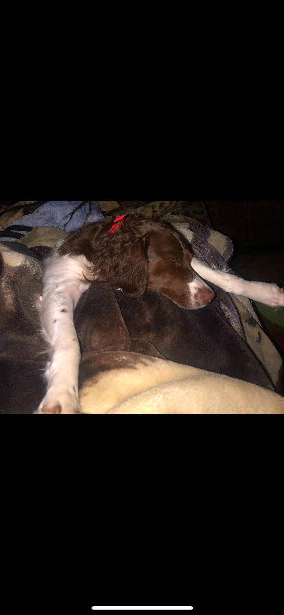 Daisy is registered to the contest to win money with this photo: canidae, carnivore, comfort, companion_dog, darkness, dog, dog_breed, fawn, felidae, flash_photography, fur, gesture, human_leg, linens, small_to_medium_sized_cats, sporting_group, tail, whiskers, wing, working_animal