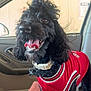 dog, poodle, black_dog, curly_fur, red_jersey, pet, inside_car, car_seat, pink_blanket, tongue_out, happy, standing, collar, dog_tag, window, door, interior, fur, animal, cute