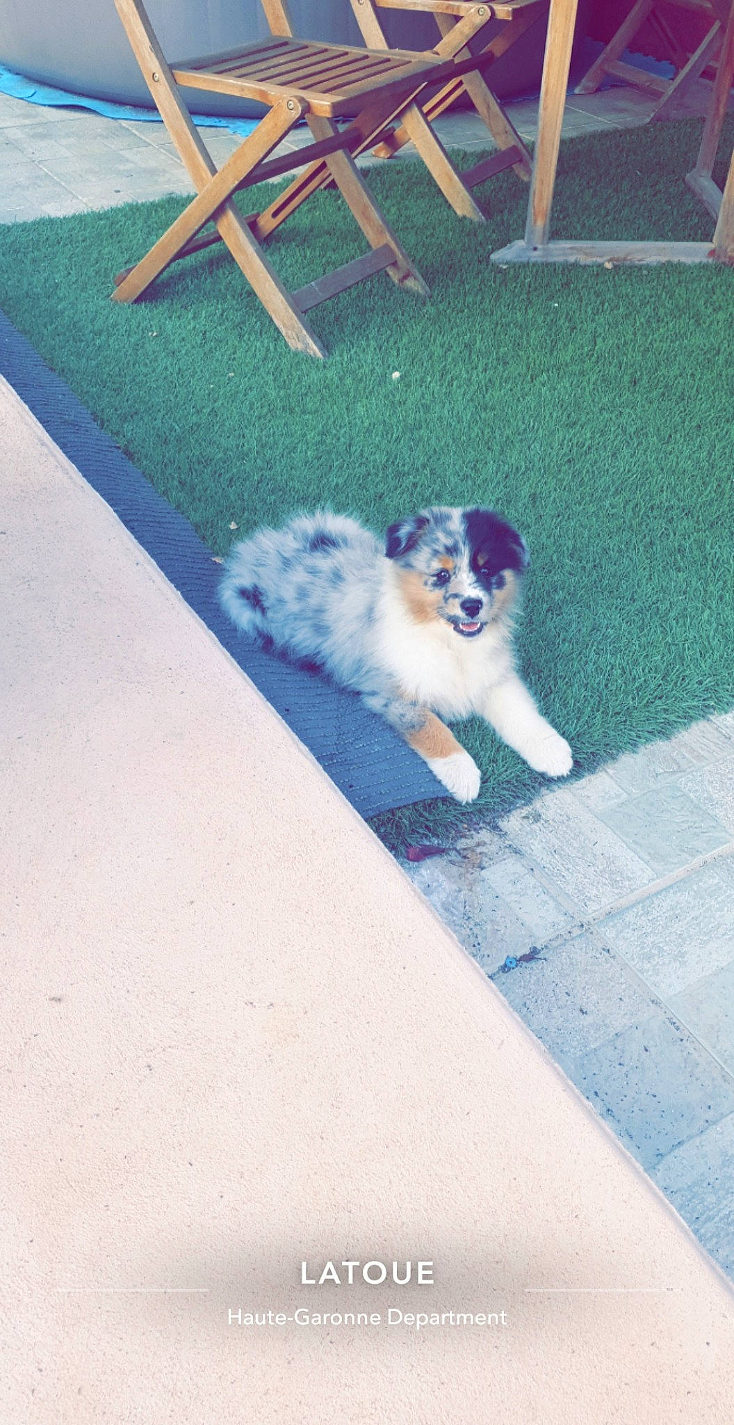 Thalys participe au concours pour gagner de l'argent avec cette photo : asphalt, canidae, carnivore, chair, companion_dog, dog, dog_breed, electric_blue, flooring, grass, herding_dog, line, outdoor_furniture, outdoor_table, road_surface, shadow, sporting_group, tail, toy_dog, working_dog