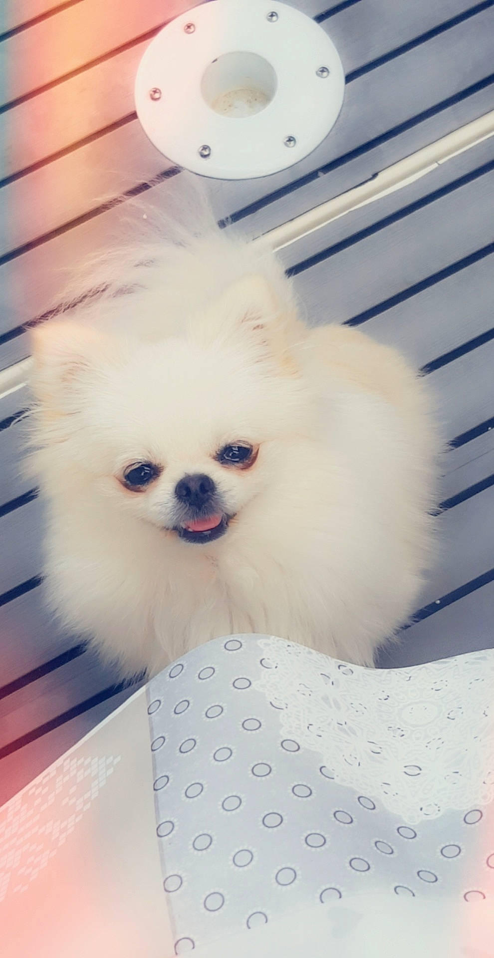 Kimmy a rejoint le concours — aidez-le/la à gagner de superbes lots ! canidae, carnivore, companion_dog, dog, dog_breed, fawn, fur, german_spitz, german_spitz_klein, happy, pekingese, samoyed, snout, spitz, sporting_group, toy_dog, volpino_italiano, whiskers, white, working_animal