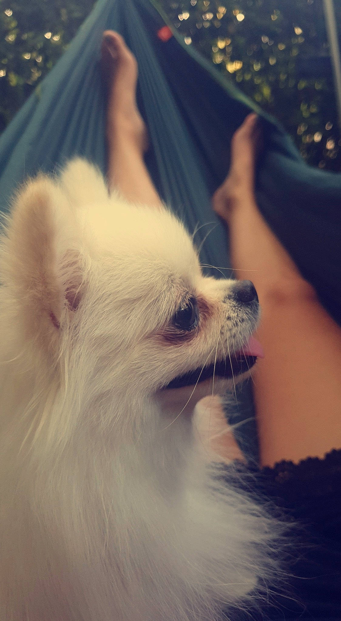 Kimmy a rejoint le concours — aidez-le/la à gagner de superbes lots ! carnivore, cloud, companion_dog, daytime, dog_breed, fawn, felidae, happy, mammal, meteorological_phenomenon, morning, paw, sky, small_to_medium_sized_cats, sunglasses, sunlight, tail, toy_dog, vertebrate, whiskers