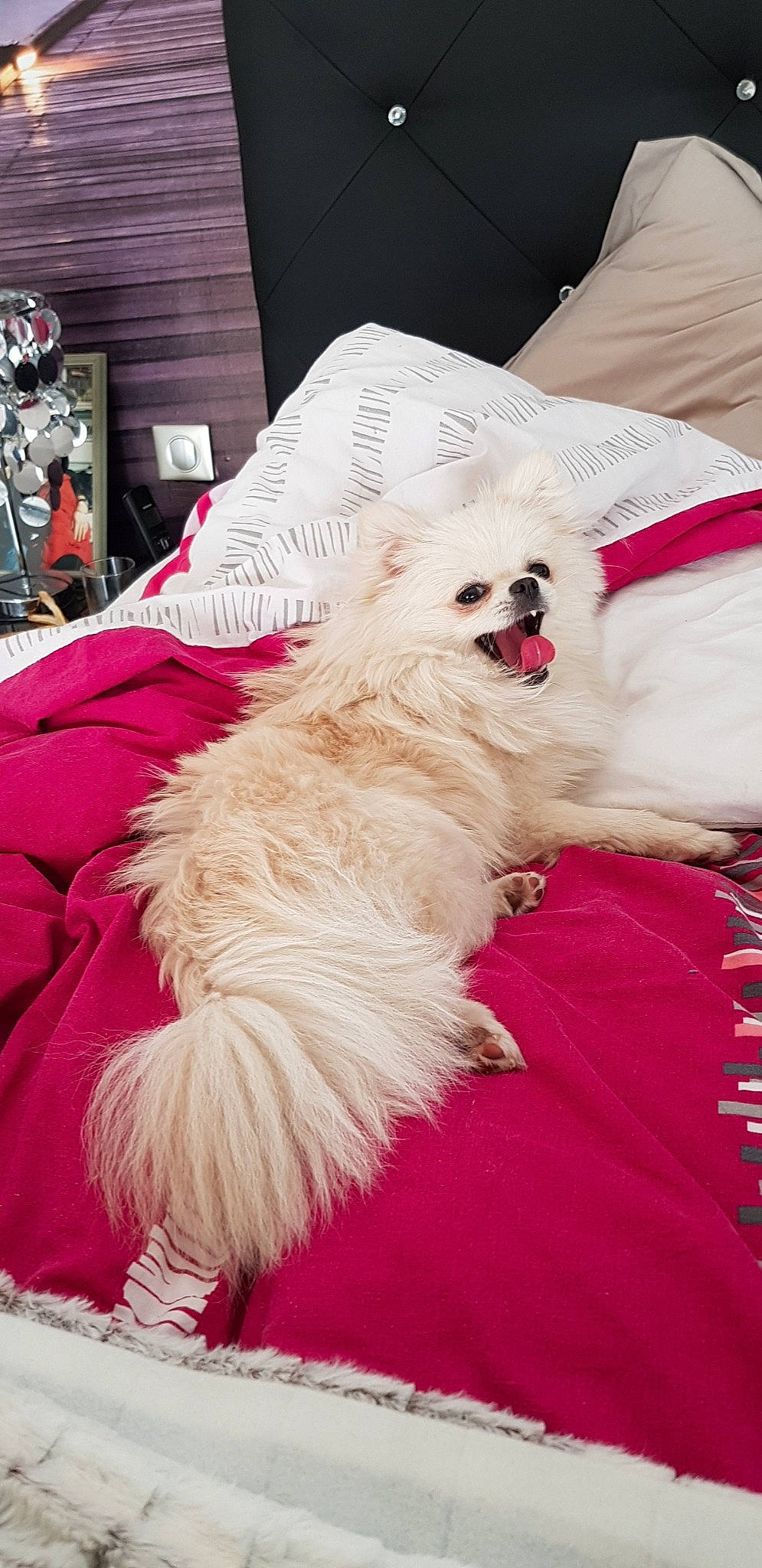 Kimmy a rejoint le concours — aidez-le/la à gagner de superbes lots ! beauty, carnivore, comfort, companion_dog, dog, dog_breed, event, eyewear, felidae, fur, linens, magenta, pattern, paw, pink, room, small_terrier, terrier, textile, toy_dog