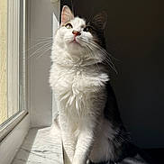 Evie joined the competition — help win amazing prizes! cat, fluffy, windowsill, sunlight, marble, white_fur, gray_fur, pet, indoor, portrait, animal, whiskers, ears, sitting, looking_up, shadow, natural_light, cute, feline, soft