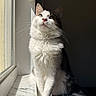 cat, fluffy, windowsill, sunlight, marble, white_fur, gray_fur, pet, indoor, portrait, animal, whiskers, ears, sitting, looking_up, shadow, natural_light, cute, feline, soft