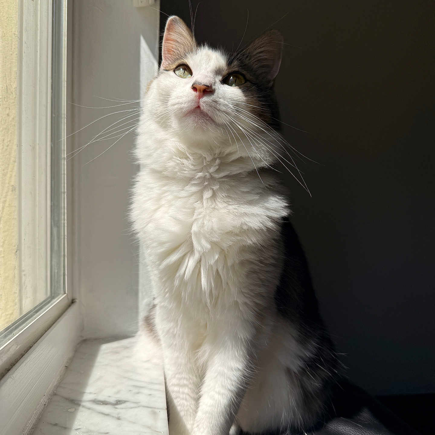 Evie