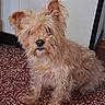 animal, brown_fur, canine, companion, cute, dog, ears, floor, fluffy, fur, home, indoor, looking, nose, pet, scruffy, sitting, small_dog, tile_floor, wall
