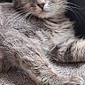 Mimine a rejoint le concours — aidez-le/la à gagner de superbes lots ! animal, blanket, cat, close_up, cozy, cute, ears, feline, fur, gray_tabby, green_eyes, indoor, lying_down, pet, portrait, relaxed, resting, soft_light, texture, whiskers