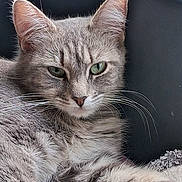 Mimine participe au concours pour gagner de l'argent avec cette photo : animal, bed, blanket, cat, closeup, cozy, domestic_cat, feline, fur, gray_cat, green_eyes, indoor, looking, paw, pet, relaxed, resting, tabby, whiskers, window