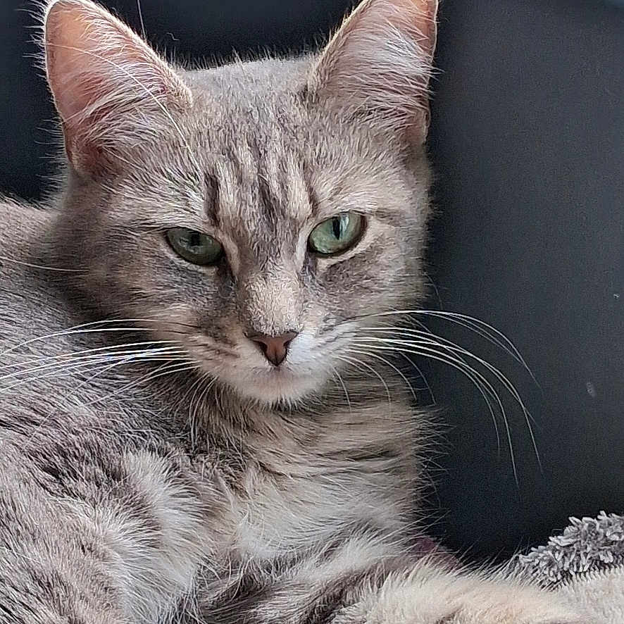 Mimine participe au concours pour gagner de l'argent avec cette photo : animal, bed, blanket, cat, closeup, cozy, domestic_cat, feline, fur, gray_cat, green_eyes, indoor, looking, paw, pet, relaxed, resting, tabby, whiskers, window