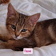 Fauve a rejoint le concours — aidez-le/la à gagner de superbes lots ! kitten, tabby, cat, pet, animal, feline, close_up, sleepy, cute, whiskers, ears, fur, face, bed, blanket, indoor, young, cozy, resting, soft_light