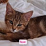 kitten, tabby, cat, pet, animal, feline, close_up, sleepy, cute, whiskers, ears, fur, face, bed, blanket, indoor, young, cozy, resting, soft_light