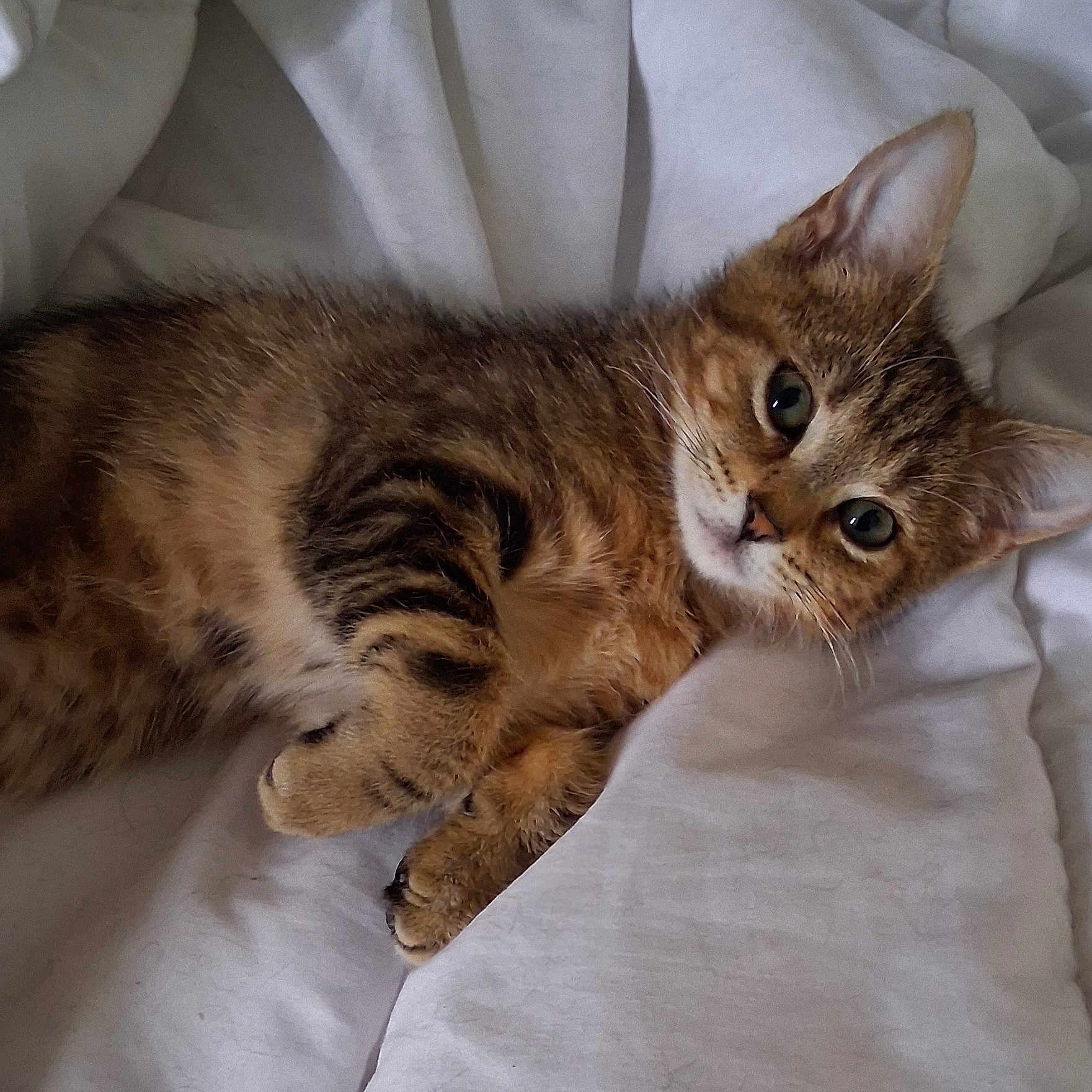 Fauve