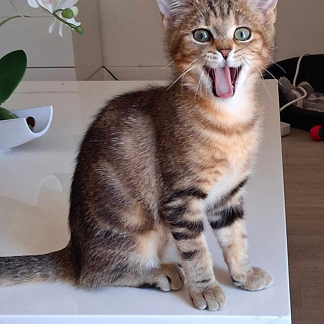 Fauve